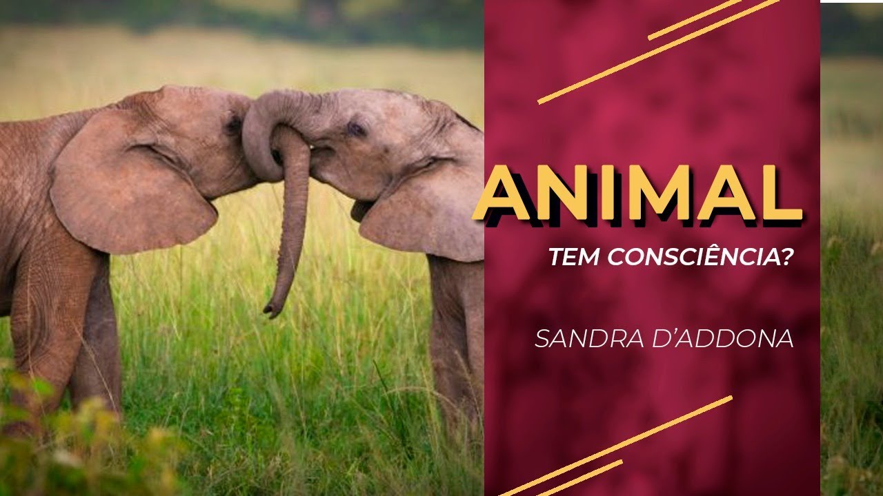 Sandra D´Addona | Animal Têm Consciência?
